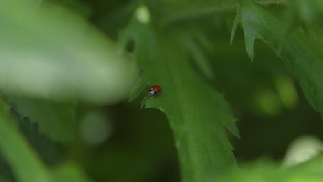 ladybug on a leaf