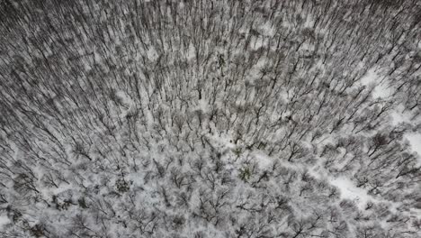 aerial forest view in cold season