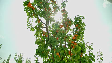 Orchard Farm With Growing Apricot Trees