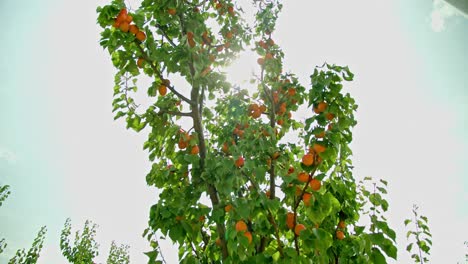 orchard farm with growing apricot trees