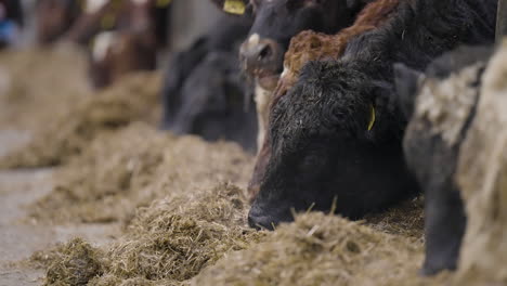 ganado vacuno en corrales interiores alimentándose de heno