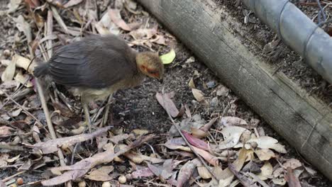 el pájaro se mueve a través de las hojas, en busca de comida.