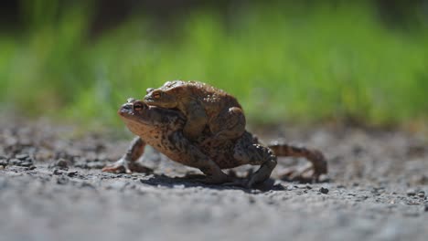 Sapos-Hembra-Y-Macho-En-Amplexus-Durante-La-Temporada-De-Apareamiento