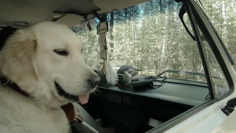 cute dog traveling with female owner in camper van