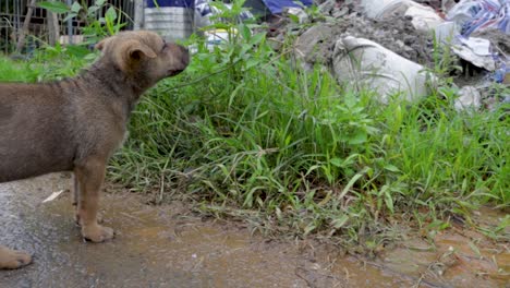 Cachorros-Jugando-Y-Escarbando-En-La-Basura-En-Busca-De-Comida,-Junto-A-La-Calle-En-El-Norte-De-Vietnam