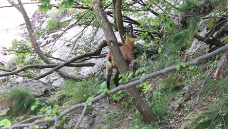 deer or goat is walking in the green bush between the braches