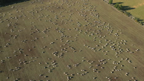 huge field of sheep eating grass in canterbury new zealand drone birdseye rotate