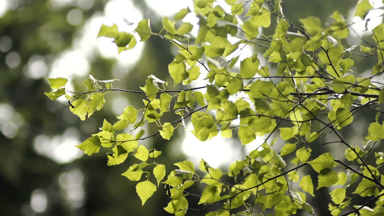 아침 해는 일출 5에 잎을 통해 온다