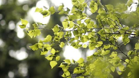 Morning-Sun-Comes-Up-Through-Leaves-At-Sunrise-5