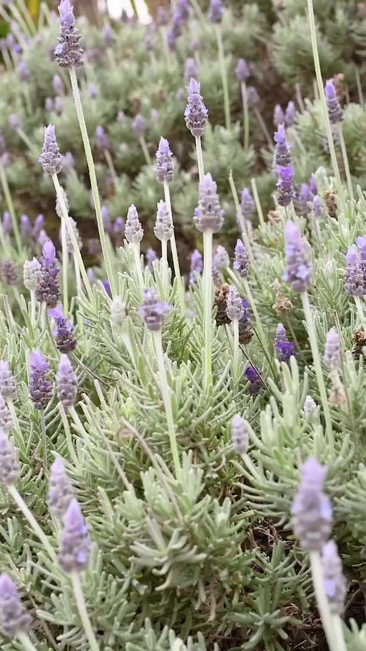 Un'inquadratura verticale dettagliata di piante di lavanda con fioriture viola che si muovono delicatamente all'aperto