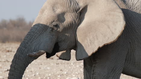 primer plano de un elefante africano chupando agua a través de su trompa