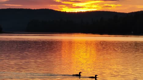 two loons swim majestically in front of the sunset against lake wilderness backdrop