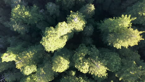 Abstract-Texture-Of-Dense-Forest-At-Natural-Landscape-Of-Redwood-Trees-During-Summer-In-Oregon