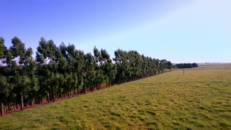 Deforestation-in-Brazil-to-make-farmland-and-cattle-pastures---aerial-flyover