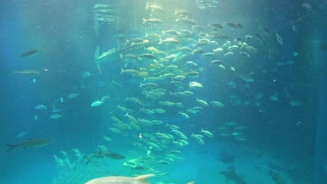 diverse marine life swimming in a large aquarium