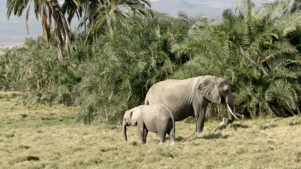 성인 코끼리 와 새끼 코끼리 는 풀 을 먹는다