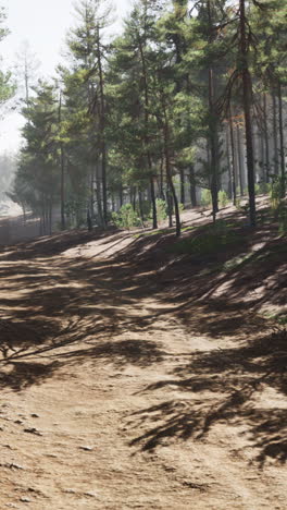 forest path in sunlight