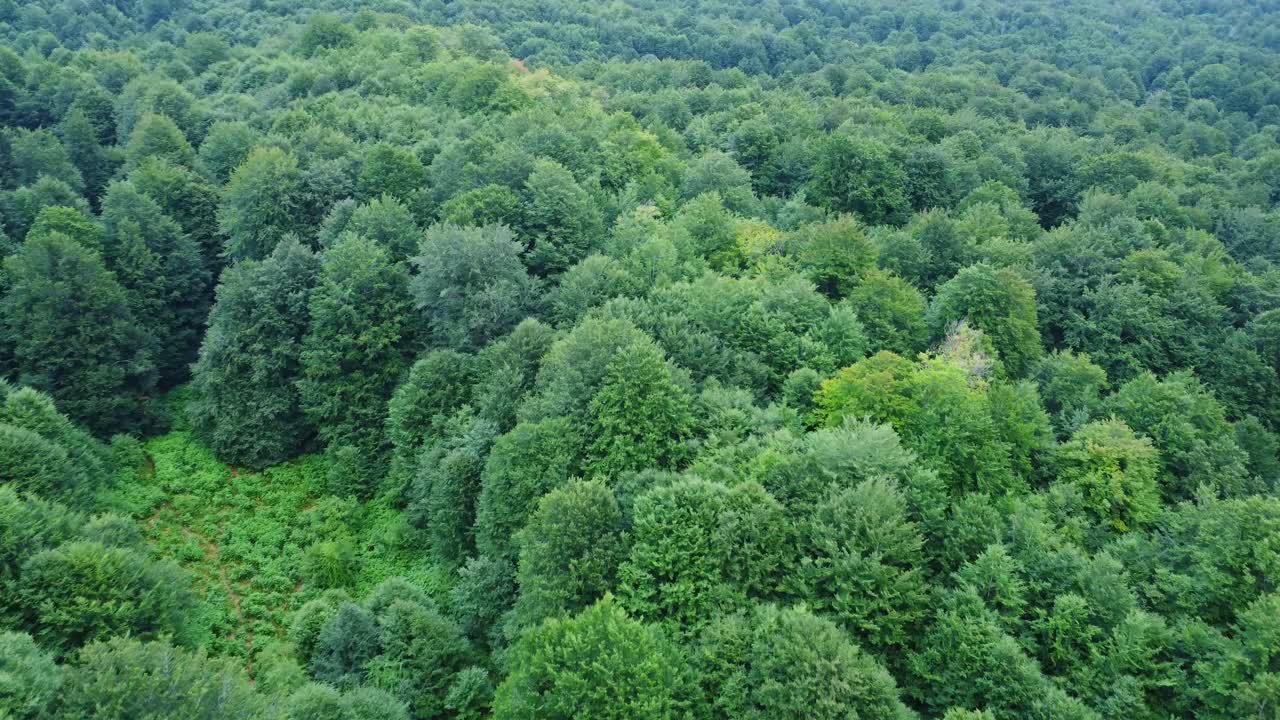 Green trees in forest