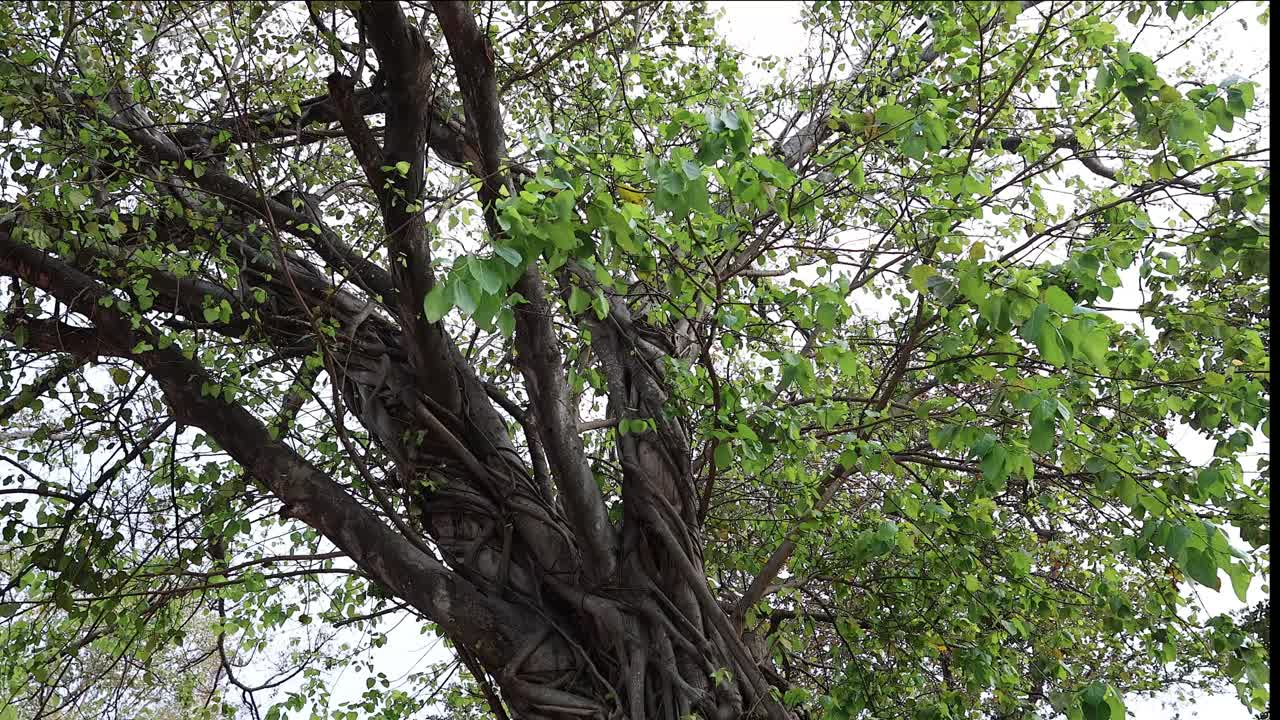 lapso de tiempo de un gran árbol que crece sobre ladrillos viejos