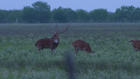 axis deer in the wild in texas
