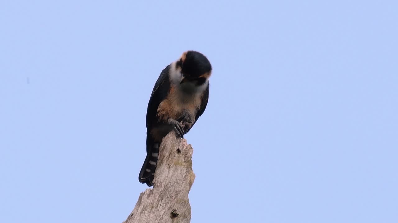 el falconet de muslo negro es una de las aves rapaces más pequeñas que se encuentran en los bosques de algunos países de asia