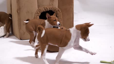 two-dog-kid-siblings-play-and-fun-together-dog-house-joyful-time-slow-mo