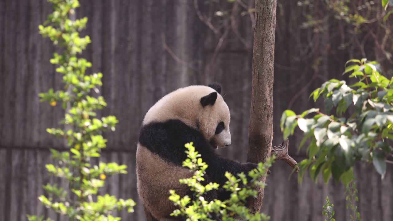un panda gigante es visto subiendo a un árbol en su hábitat natural del bosque, rodeado de exuberante vegetación
