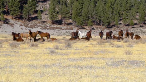 a pano shot of a big herd of horses