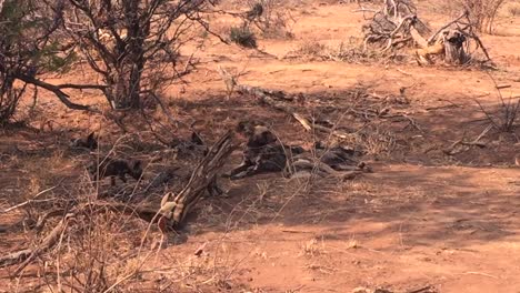 Family-of-African-Wild-Dogs-enjoy-shade-on-a-hot-African-day