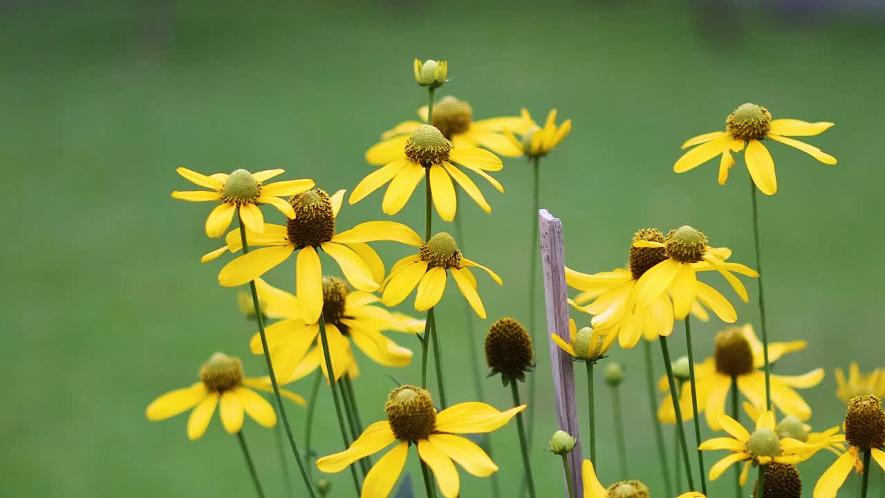 las flores amarillas vibrantes se balancean suavemente en la brisa