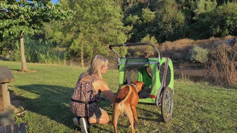 a lady comes with her boxer dog and a cart to take him out after kneecap surgery