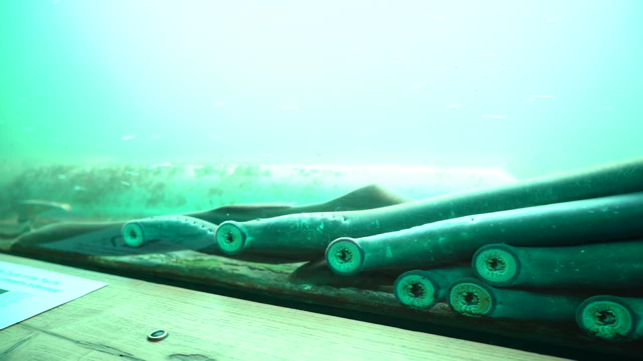 칠성장어의 수중 클로즈업 비디오