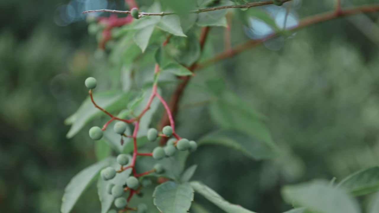 베리에서 베리로 초점