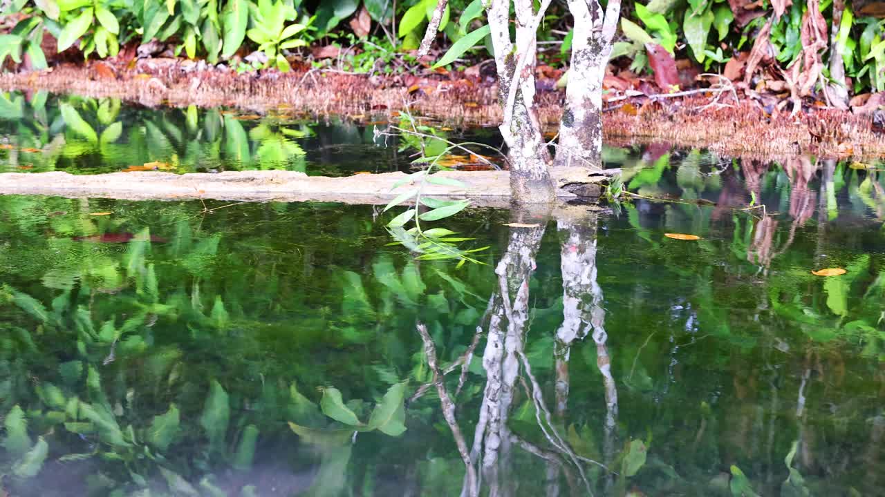울창한 초록색으로 둘러싸인 은 물의 운하를 통해 평화로운 카야크 타기