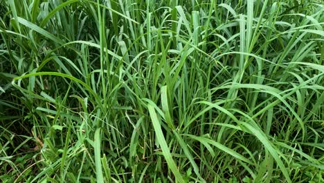 lush green grass moving gently with breeze