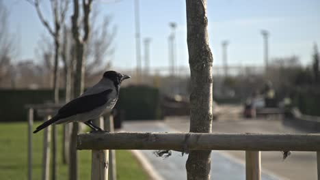 Cuervo-Buscando-Comida,-Descansando,-Cámara-Lenta-4k-Uhd