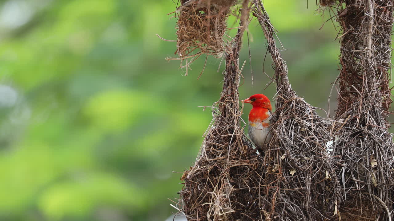 hermoso pájaro tejedor de cabeza roja posado en un nido natural en un hábitat verde, sudáfrica, cierre estático