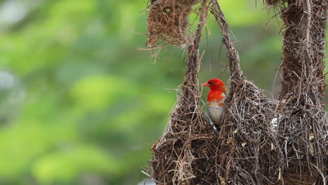 beautiful single red-headed weaver bird perched in natural nest in green habitat, south africa, static close up