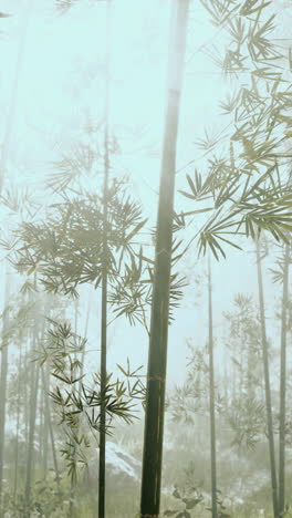 mysterious bamboo forest