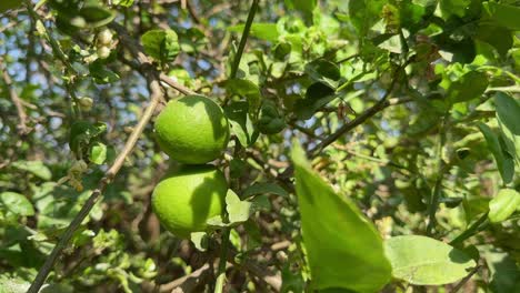 lemon growing in the orchad