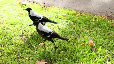 dos magpies caminando por la hierba cerca de un camino
