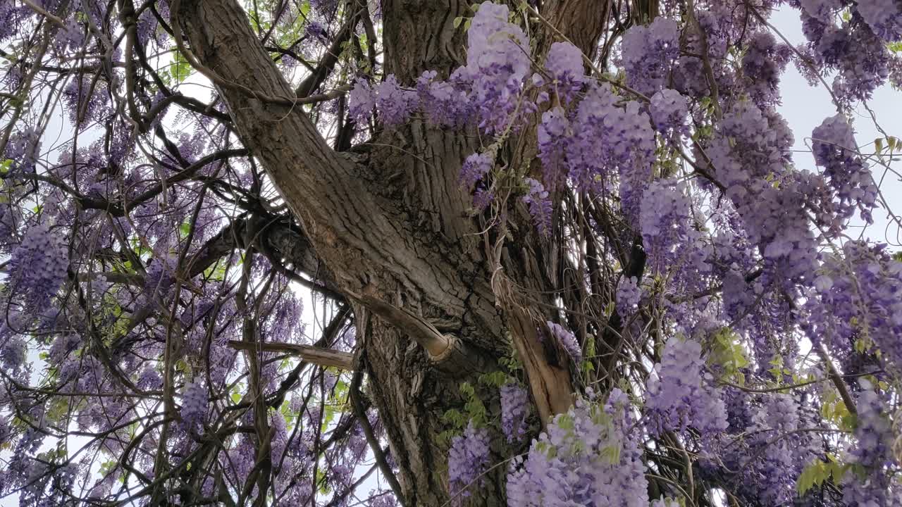 바람에 흔들리는 보라색 위스테리아 꽃이 매달려 있는 아름다운 나무의 기울기