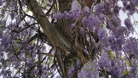 Tilt-Of-Beautiful-Tree-With-Hanging-And-Blooming-Violet-Wisteria-Flowers-Waving-in-Wind