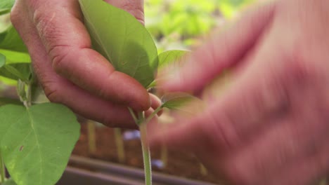 young soy plants human hand checking the leaves close up