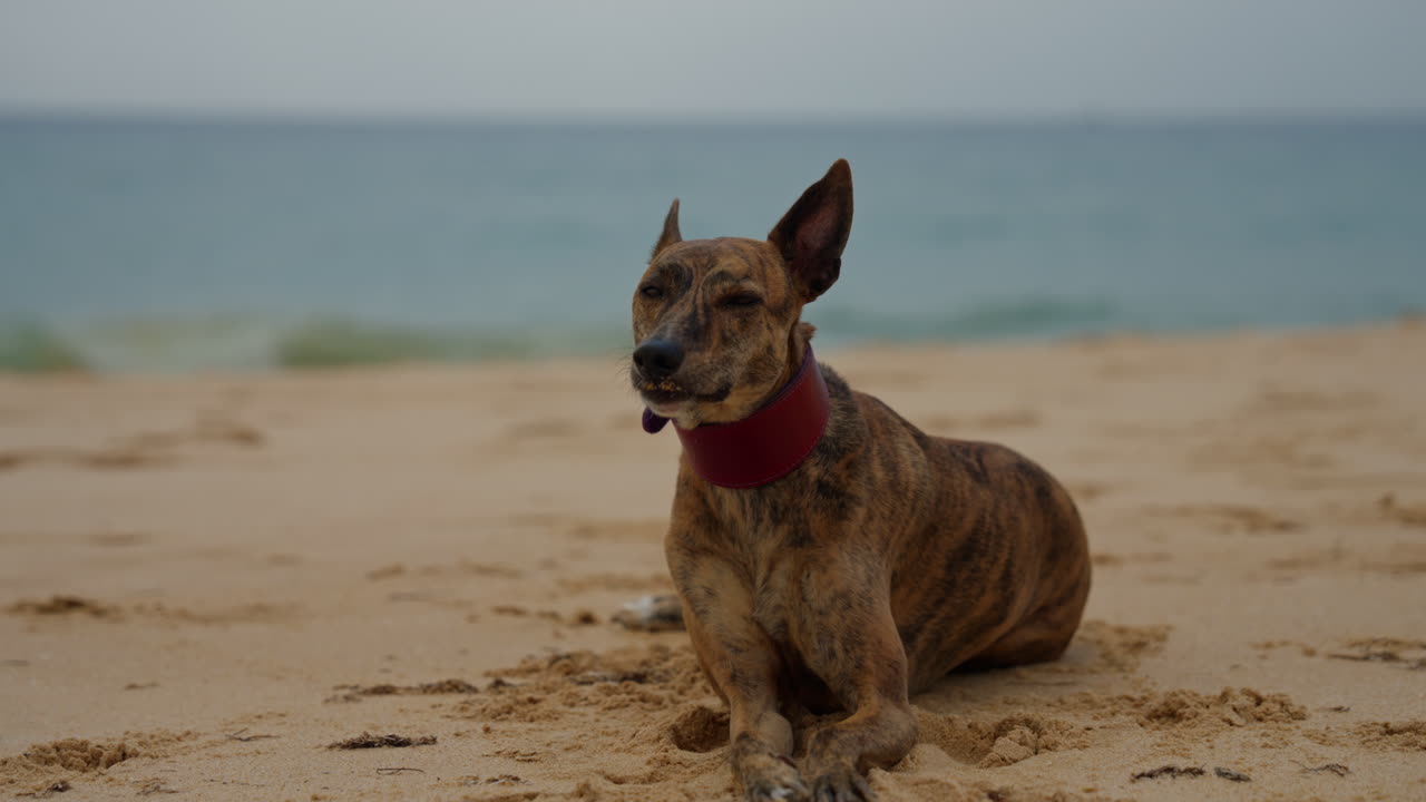A graceful Whippet dog enjoying an outdoor moment, showcasing its sleek and energetic nature. Perfect for themes of pets, animals, and outdoor activities.