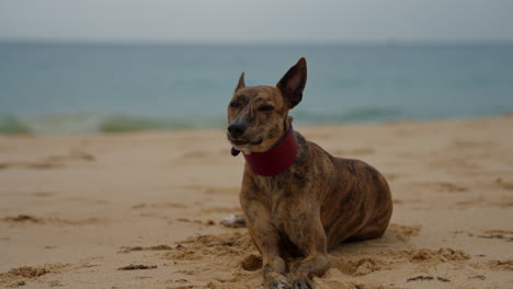 a graceful whippet dog enjoying an outdoor moment, showcasing its sleek and energetic nature. perfect for themes of pets, animals, and outdoor activities.