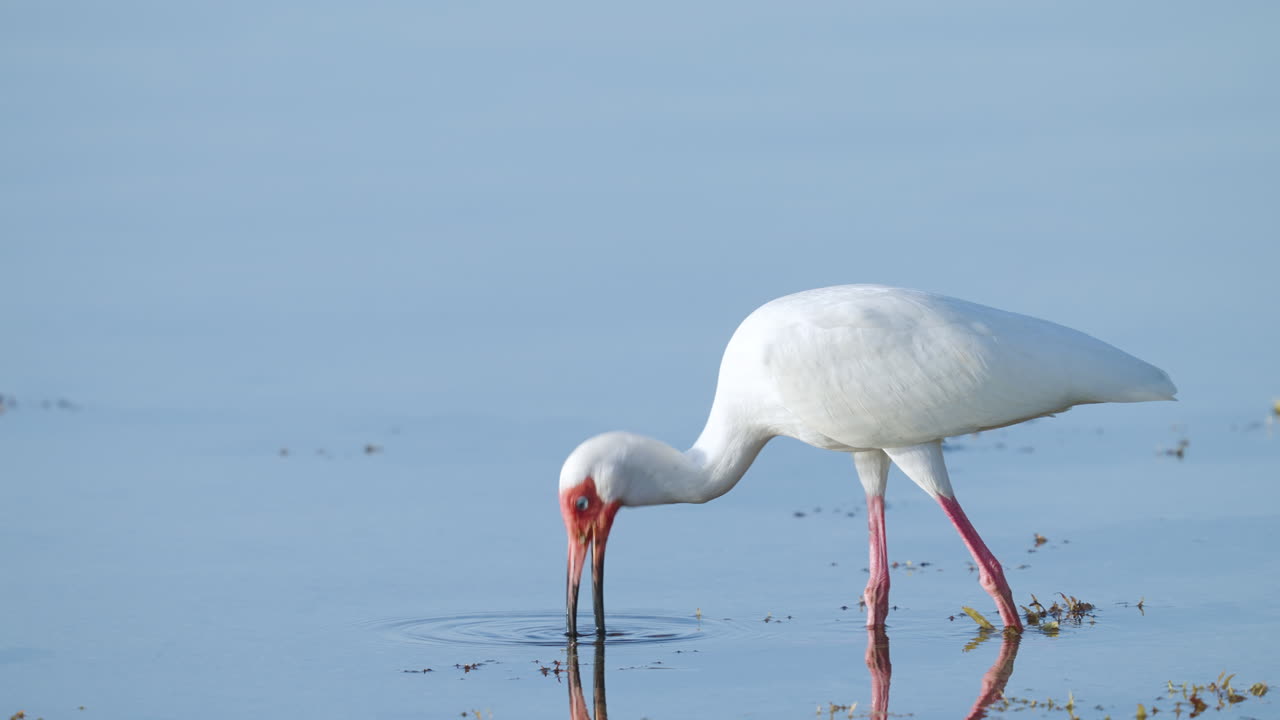 White Ibis Feeding in Water by Seaweed 2