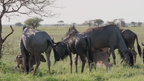 Eine-Zuchtherde-Von-Gnus,-Die-Sich-An-Einem-Sonnigen-Tag-Auf-Der-Grünen-Wiese-In-Bostwana-Ernähren---Nahaufnahme