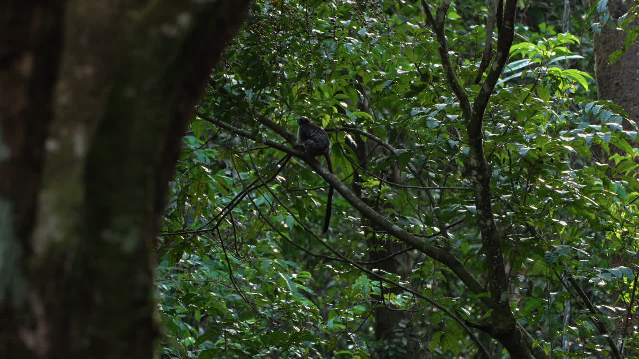 slowmotion shot of Geoffroy's tamarin jumping between trees in the Cerro Azul woods