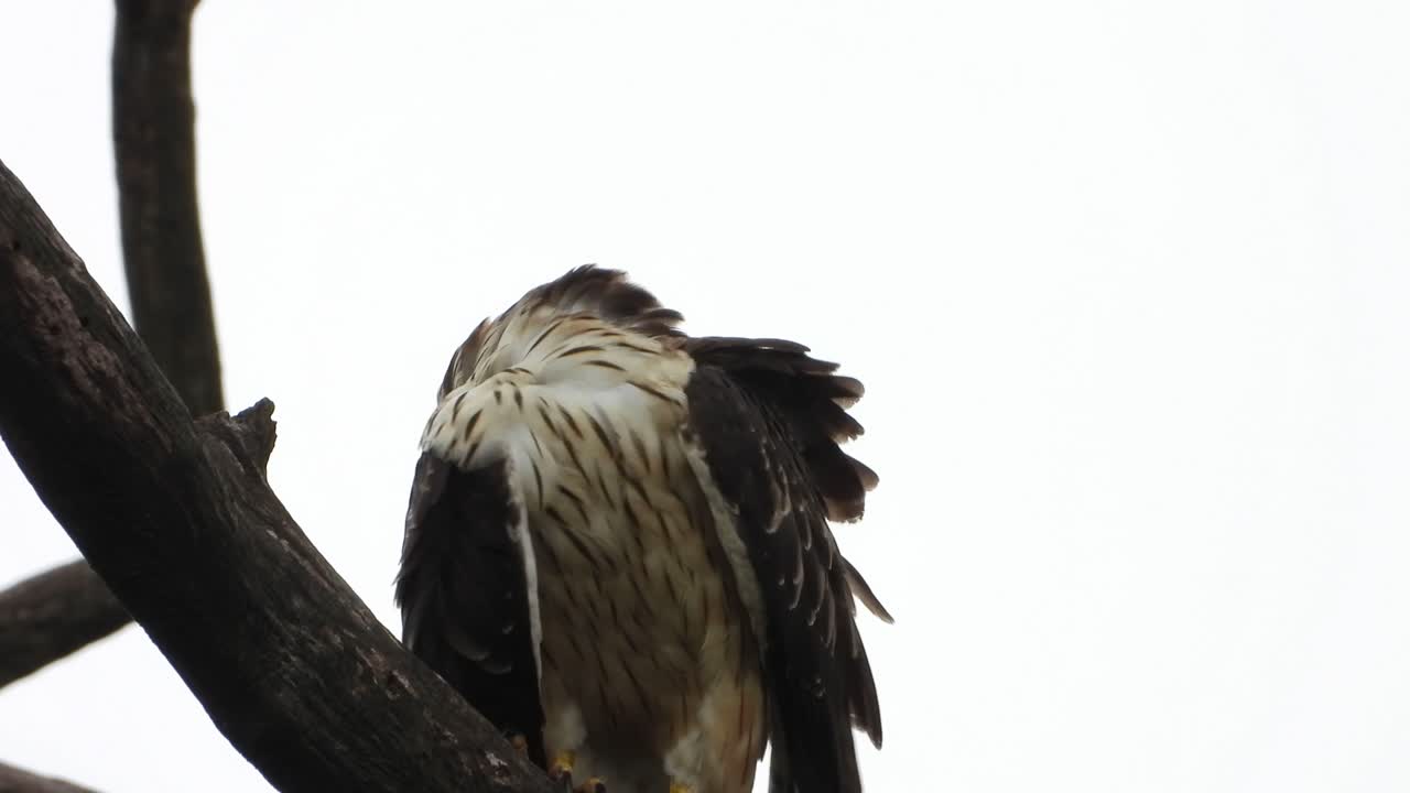 águila en el árbol uhd mp4 4k video.